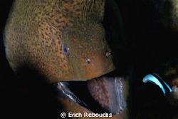 Say ahhhhh!
Giant moray and cleaner wrasse.
One strobe ... by Erich Reboucas 